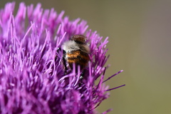 Bombus rufocinctus