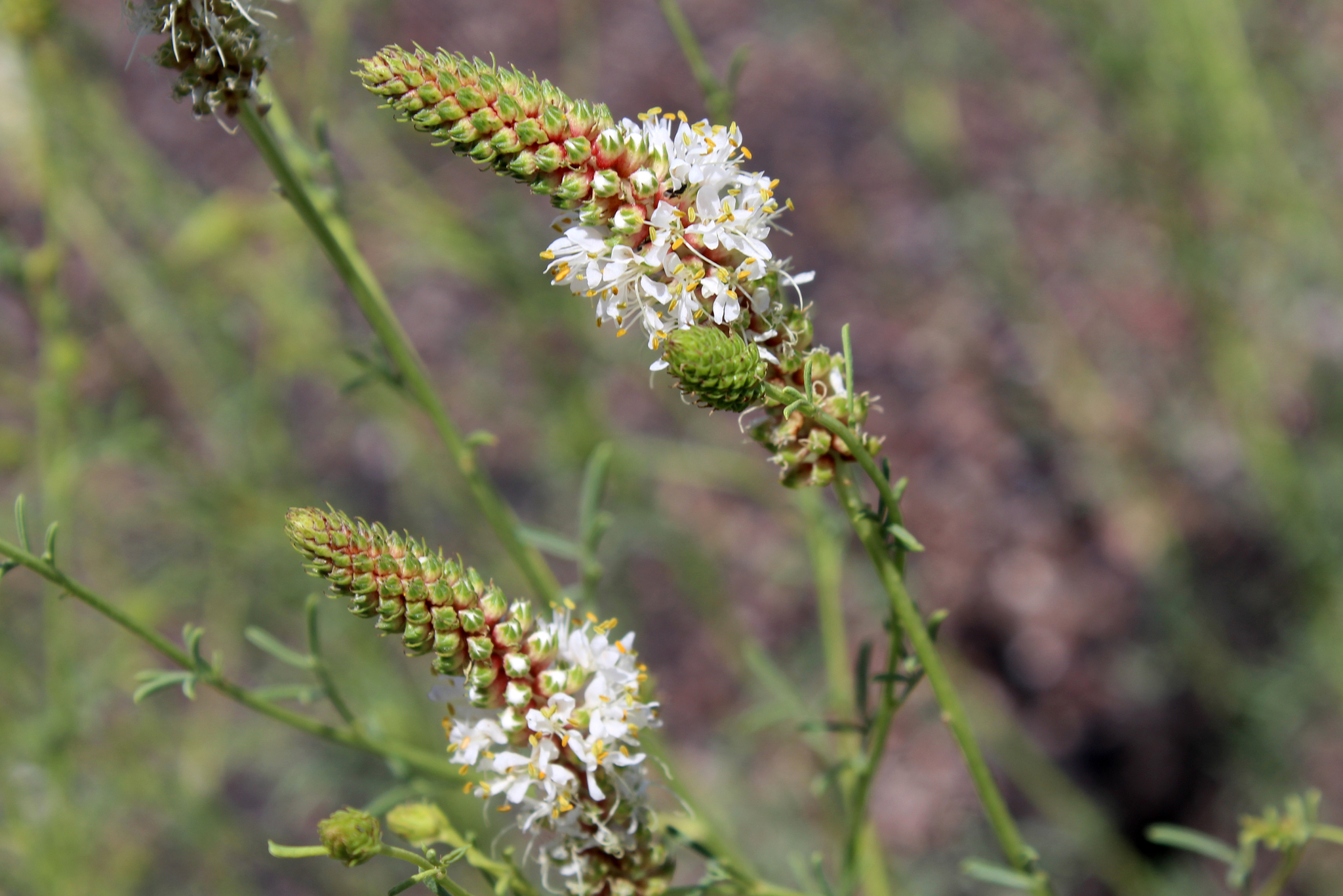 Dalea candida var. oligophylla