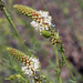 White Prairie Clover - Photo (c) wingedchimera, some rights reserved (CC BY-NC), uploaded by wingedchimera