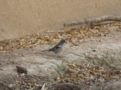 Fringilla coelebs africana
