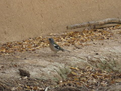 Fringilla coelebs africana