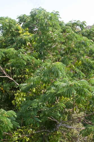 Abarema macradenia