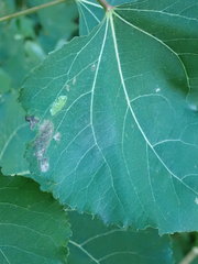 Phyllonorycter sagitella