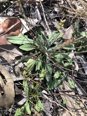 Plantago debilis