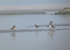 Charadrius alexandrinus