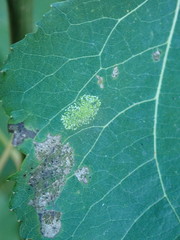Phyllonorycter sagitella