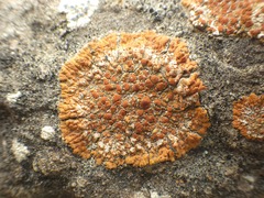 Variospora flavescens