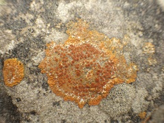 Variospora flavescens