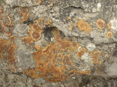 Variospora flavescens