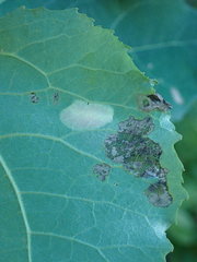 Phyllonorycter sagitella