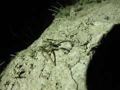 Lycosoidea