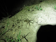 Lycosoidea