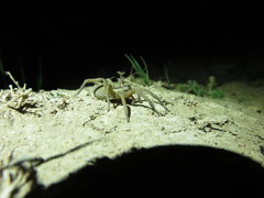 Lycosoidea