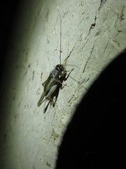Gryllinae