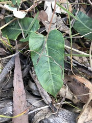 Leichhardtia lloydii