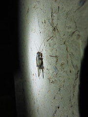 Gryllinae