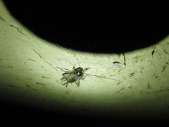 Gryllinae