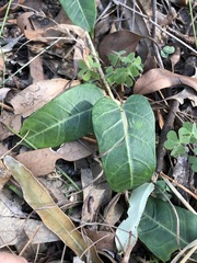 Leichhardtia lloydii