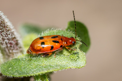 Systena nigroplagiata