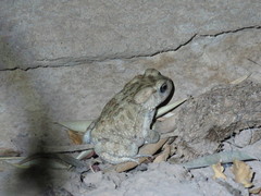 Sclerophrys mauritanica