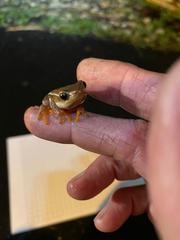 Hyperolius horstockii