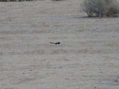 Pica mauritanica
