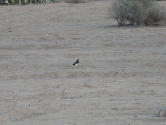 Pica mauritanica