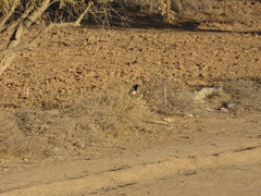 Pica mauritanica