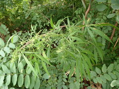 Cannabis sativa sativa