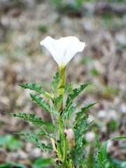 Datura ceratocaula