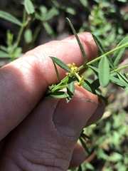 Pimelea neoanglica