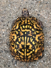 Terrapene carolina carolina