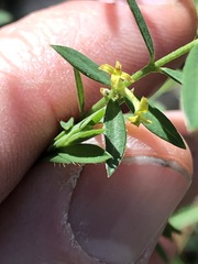 Pimelea neoanglica