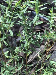 Pimelea neoanglica