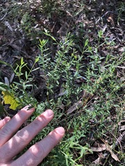 Pimelea neoanglica