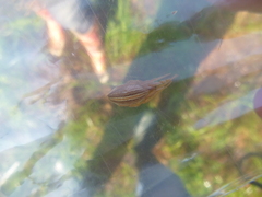 Larinia jeskovi