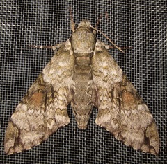 Manduca florestan