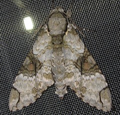 Manduca florestan
