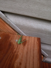 Microcentrum rhombifolium