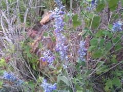 Salvia pruinosa