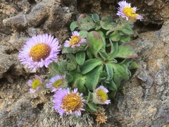 Erigeron glaucus