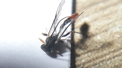 Ichneumonidae