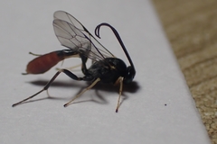 Ichneumonidae