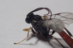 Ichneumonidae