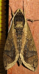 Manduca hannibal