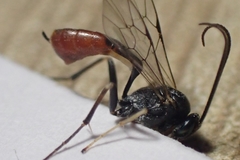 Ichneumonidae