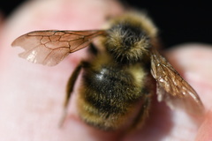 Bombus flavidus flavidus