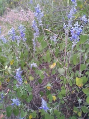 Salvia pruinosa