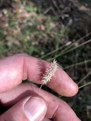 Enneapogon lindleyanus