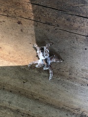 Gibellula leiopus